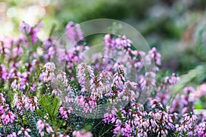 Pink Erica carnea flowers winter Heath in the garden in early spring