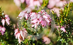 Pink Erica carnea flowers winter Heath in the garden in early spring