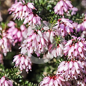 Pink Erica carnea flowers winter Heath in the garden in early spring