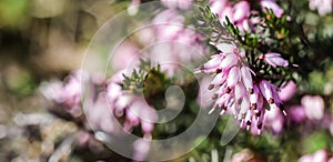 Pink Erica carnea flowers winter Heath in the garden in early spring