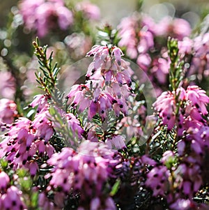 Pink Erica carnea flowers winter Heath in the garden in early spring