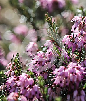 Pink Erica carnea flowers winter Heath in the garden in early spring