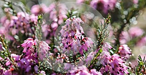 Pink Erica carnea flowers winter Heath in the garden in early spring