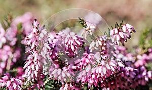 Pink Erica carnea flowers winter Heath in the garden in early spring