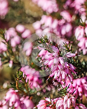 Pink Erica carnea flowers winter Heath in the garden in early spring