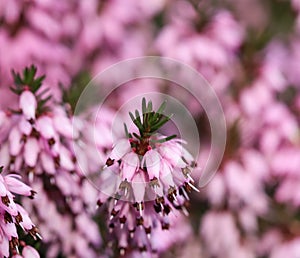 Pink Erica carnea flowers winter Heath in the garden in early spring