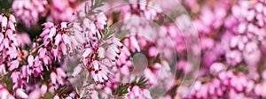 Pink Erica carnea flowers winter Heath in the garden in early spring