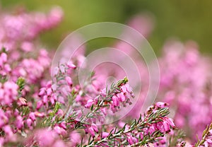 Pink Erica carnea flowers winter Heath in the garden in early spring