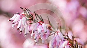 Pink Erica carnea flowers winter Heath in the garden in early spring