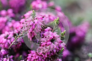 Pink Erica carnea flowers winter Heath in the garden after rain in early spring