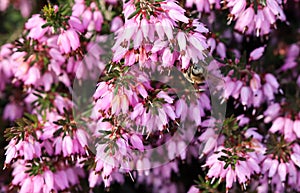 Pink Erica Carnea flowers Winter Hit and a working bee in a spring garden