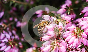 Pink Erica Carnea flowers Winter Hit and a working bee in a spring garden