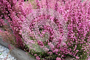 Pink Erica gracilis flowering plant family Ericaceae in the garden shop. photo
