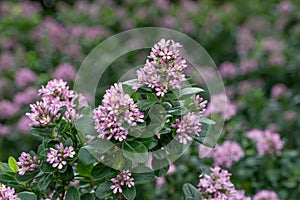 Pink Escallonia laevis Pink Elle, evergreen with pink flowers photo