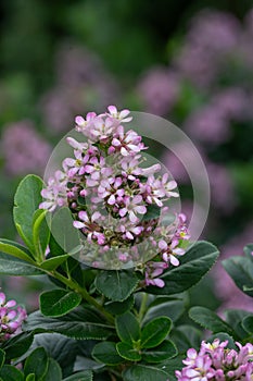 Pink Escallonia laevis Pink Elle, pink flowering evergreen photo