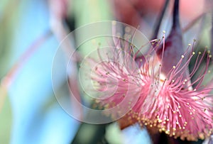 Pink Eucalyptus blossom stamens in close up