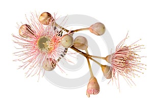 Pink Eucalyptus Flower with Buds Isolated on White