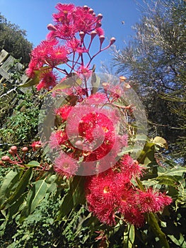 Pink eucalyptus flowers
