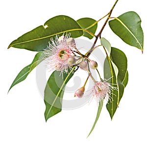 Pink Eucalyptus Flowers Buds and Leaves Isolated on White photo