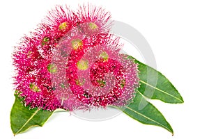 Pink Eucalyptus Flowers and Leaves isolated on White