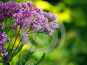 Pink Eupatorium flower blooms macro closeup.