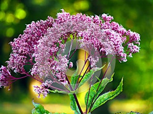 Pink Eupatorium flower blooms macro closeup.