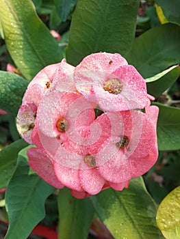 Pink euphorbia flower