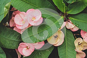 Pink Euphorbia milii flower