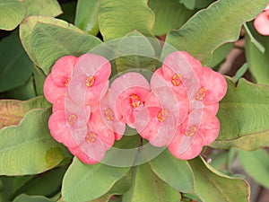 Pink euphorbia milii flower