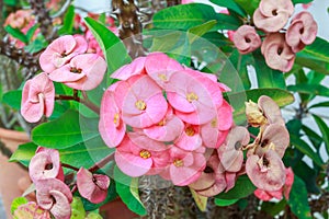 Pink Euphorbia Milii flower