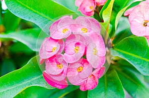 Pink Euphorbia Milii flower blooming in the garden