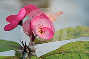 Pink Euphorbia milii Flowers Crown of Thorns.