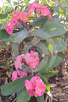 Pink euphorbia milii flowers with green leaves.