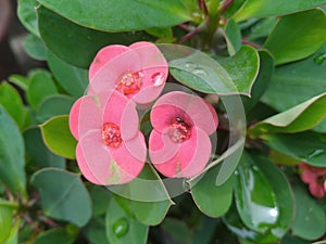 Pink Euphoria milii flowers