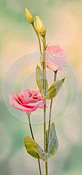 Pink Eustoma, Lisianthus flower, family Gentianaceae, , bokeh background, close up.