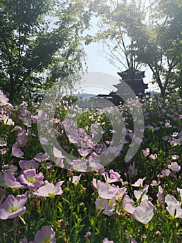 Pink Evening Primrose