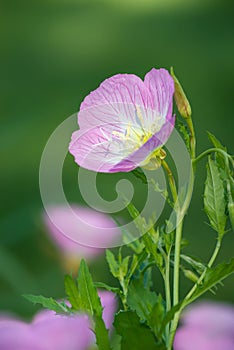 Pink Evening Primrose