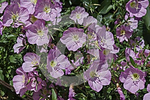 Pink Evening primrose flower or Oenothera speciosa blooming on spring meadow, closeup