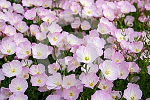 Pink Evening Primrose flowers Oenothera speciosa