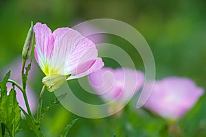 Pink Evening Primrose (oenothera speciosa) photo