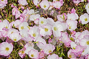 Pink evening Primrose Oenothera speciosa flowers blooming in a park, San Francisco bay area, non native to California