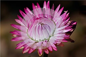 Everlasting Flower on dark background