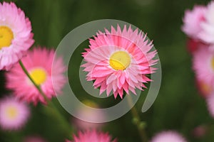 A pink everlasting flower in focus