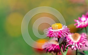 Pink everlasting flower in garden with blur background