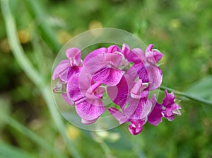 Pink everlasting pea flower