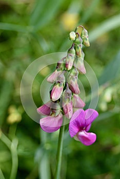 Pink everlasting pea flower and buds