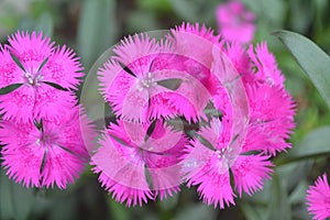 Pink excotic flower