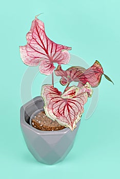 Pink exotic `Caladium Florida Sweetheart` plant in flower pot on blue background