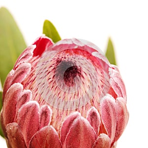 Pink exotic protea flower, cultivated as a cutflower isolated