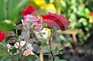 Pink exotic rose flower closeup on a Honduras national park La Ceiba Cuero y salado photo